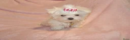 Maltese dogs for sale: ****Exquisite KC Registered Maltese Boy Puppy****  - Advert 3