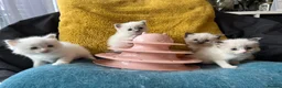 Ragdoll cats for sale: Pure ragdoll kittens sake London - Advert 14