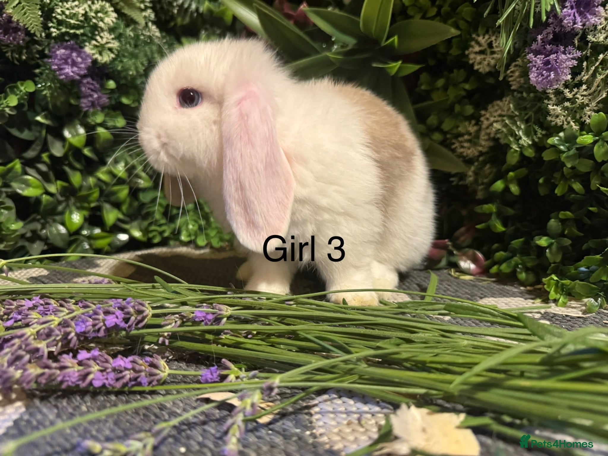 Mini Lop rabbits ⭐️MINI LOPS NOW READY TO GO ⭐️ - Advert 2