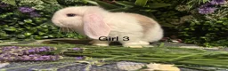 Mini Lop rabbits for sale: ⭐️MINI LOPS NOW READY TO GO ⭐️ - Advert 3