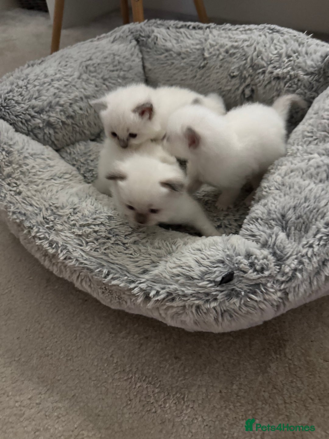 Ragdoll cats for sale: Absolutely Stunning litter of pure Ragdoll kittens - Advert 4