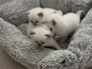 Ragdoll cats - Advert 12