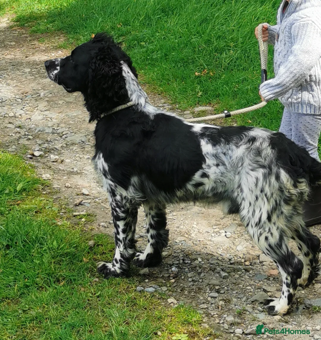 English Springer Spaniel dogs for stud: English Springer Spaniel For Stud - Health Tested in Kirriemuir - Advert 3