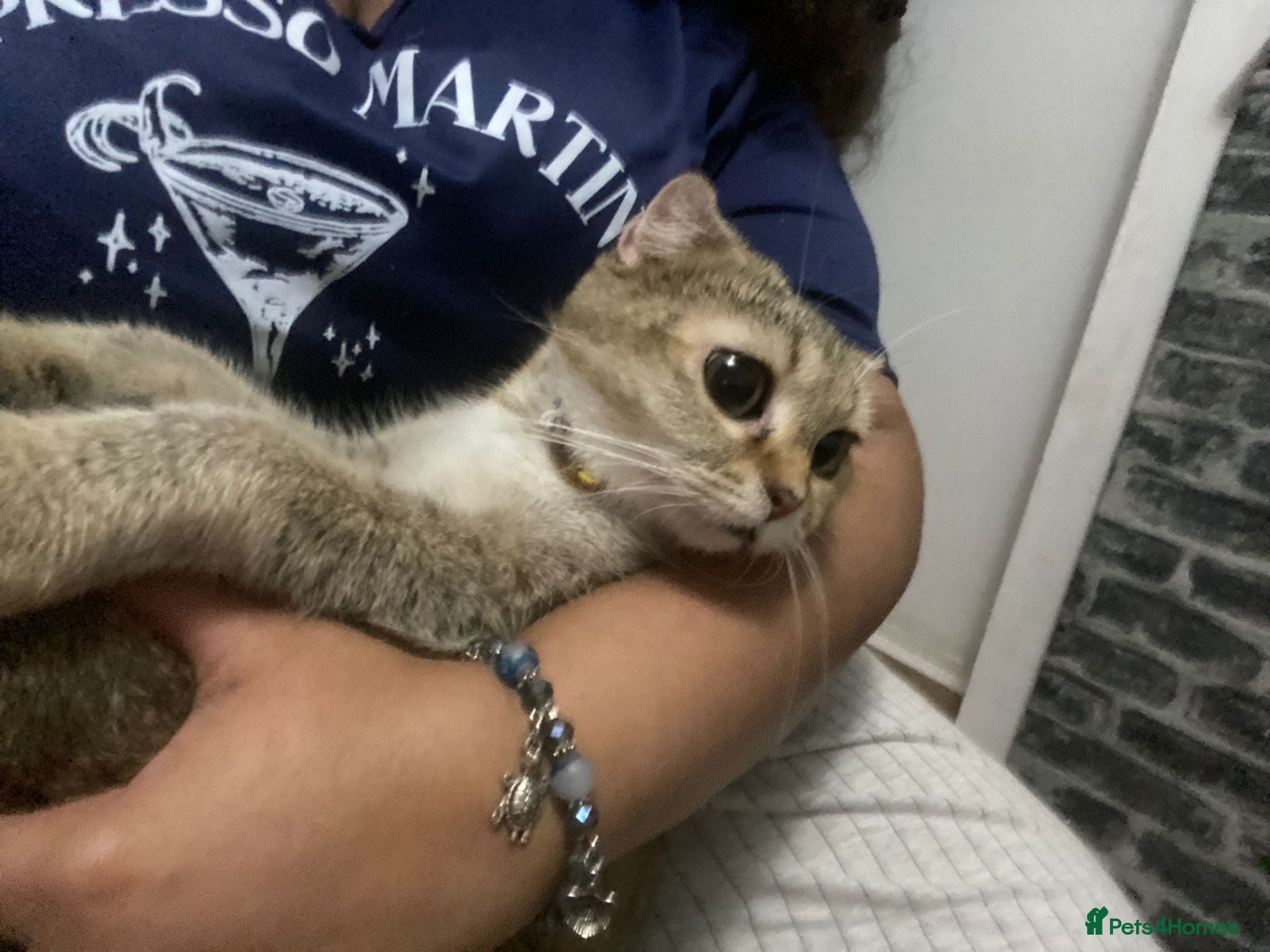 Scottish Fold cats 8 MONTHs old Kitten For rehoming  - Advert 6