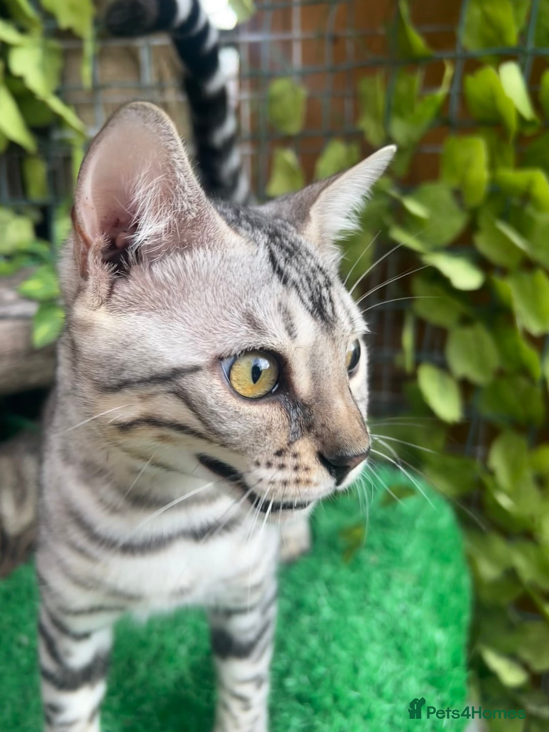 Bengal cats for sale: Unbelievably friendly TICA reg kittens  - Image 15