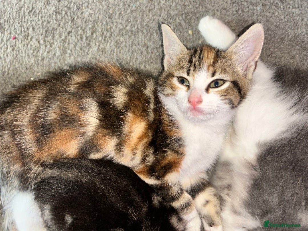 Mixed Breed cats for sale: 4 female kittens  - Image 7