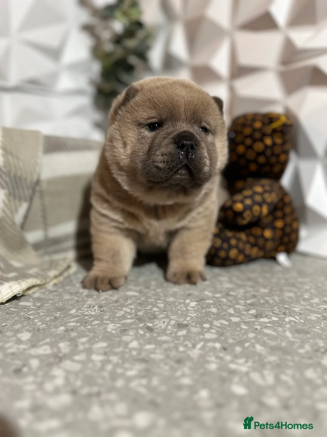 Chow Chow dogs for sale: 4 stunning pedigree chow chow puppies  in Walsall - Advert 11