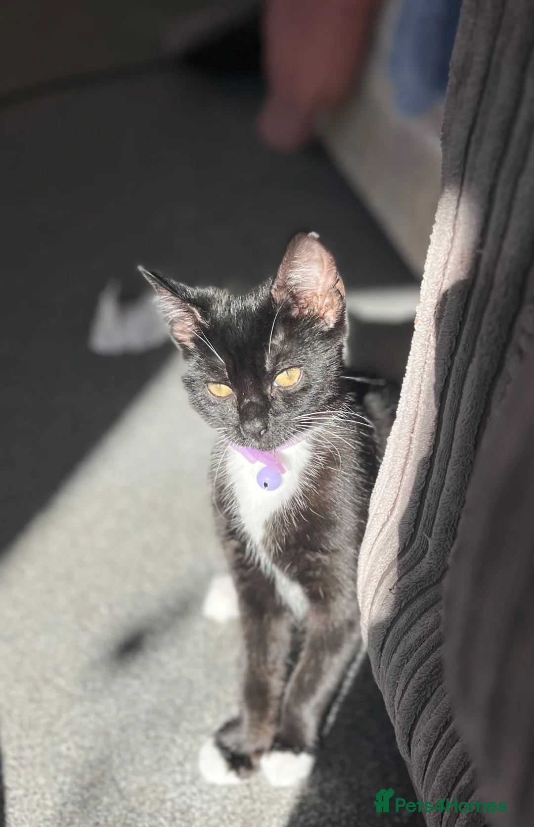 Mixed Breed cats for sale: Female kitten  in Preston - Advert 2