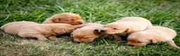 Labrador Retriever dogs for sale: Elite Litter: KC Registered Fox Red Labrador Pups - Advert 4