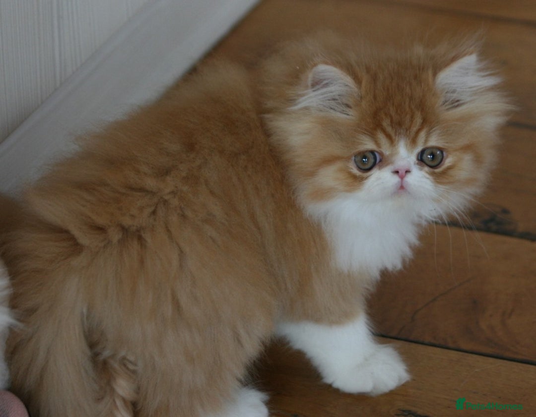Persian cats for sale: Fluffy Persian Exotic kittens - Image 2