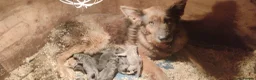 German Shepherd dogs for sale: German shepherd bitch pups - Advert 1