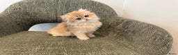 British Longhair cats for sale: Golden and Blue golden British longhairs - Advert 12