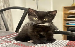 Munchkin cats for sale: 🐾 Adorable 2-Month-Old Male Kitten  🐾 - Image 8