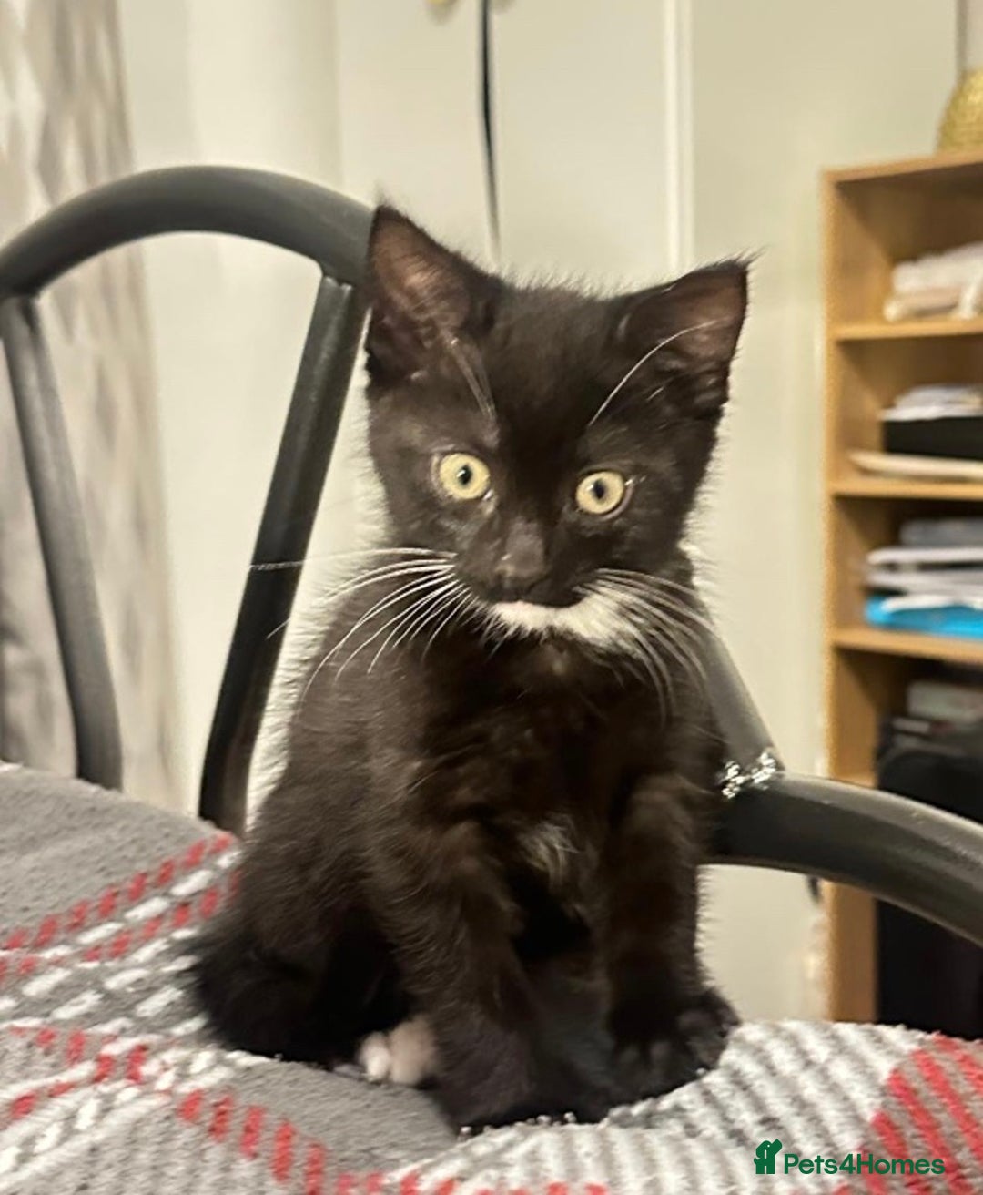 Munchkin cats for sale: 🐾 Adorable 2-Month-Old Male Kitten  🐾 - Image 8