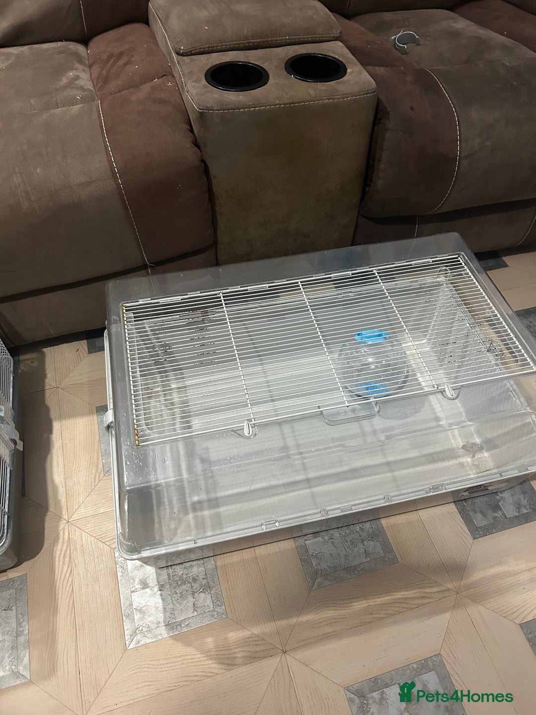 Mouse rodents for sale: Fancy mice - Advert 3