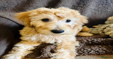 Labradoodle dogs - Advert 7