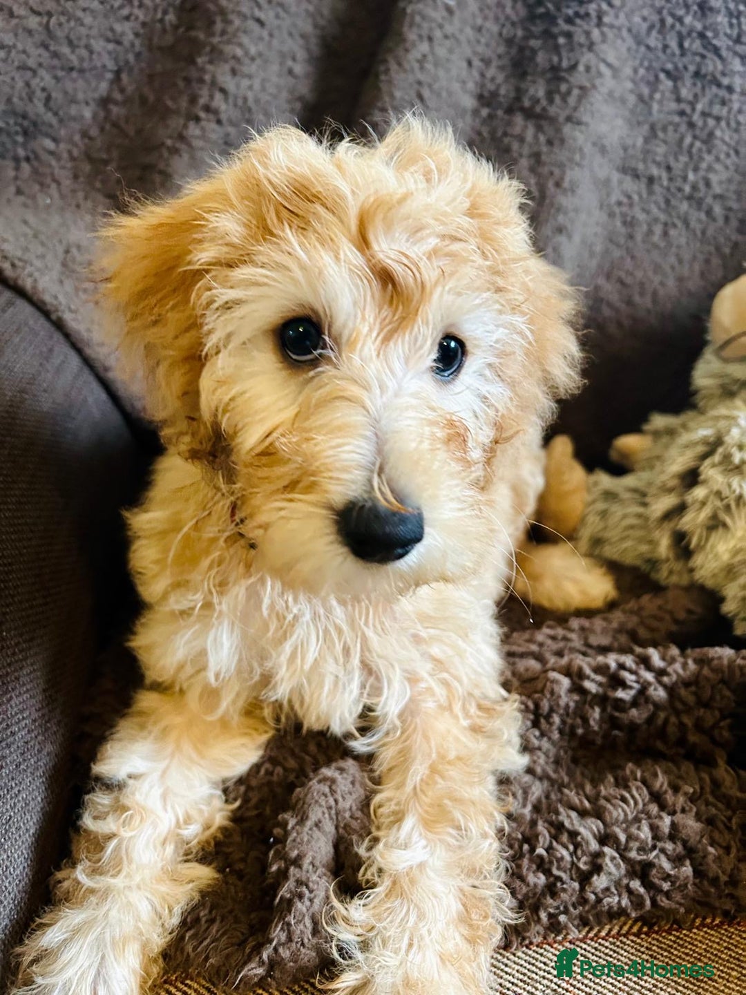Labradoodle dogs for sale:  Adorable 🥰 Miniature Labradoodle Puppies F2B  - Image 2