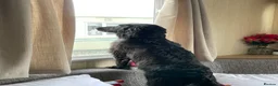 Cocker Spaniel dogs for sale: 1 year Cocker Spainel (male) - Advert 14