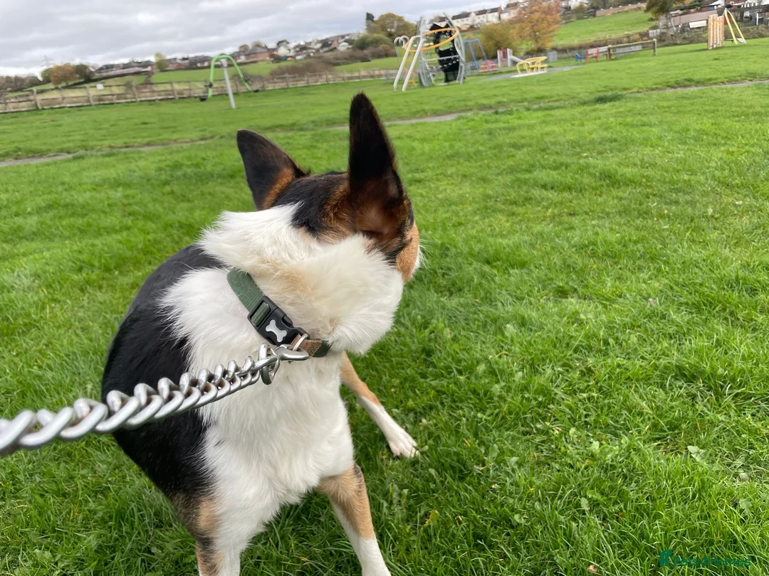 Border Collie dogs for sale: Tri colour border collie in Chesterfield - Advert 3