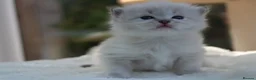 Ragdoll cats for sale: Outstanding Pedigree GCCF Ragdoll Kittens - Advert 2