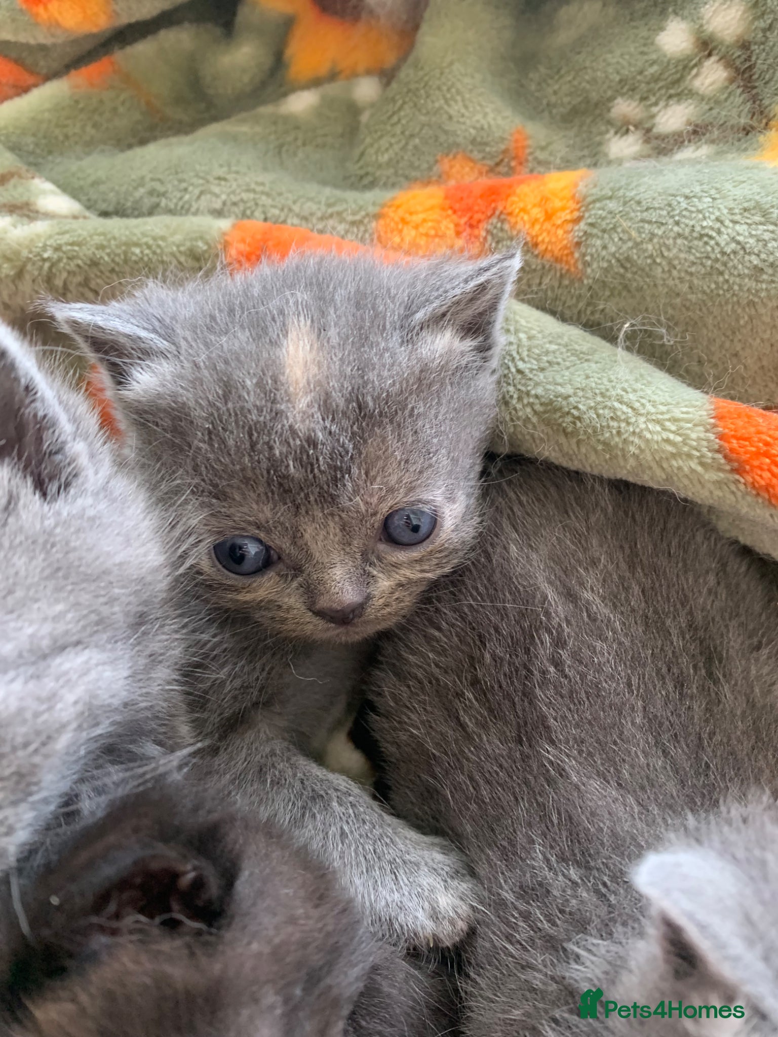 Exotic cats for sale: Beautiful litter of exotic x British shorthairs  - Advert 9