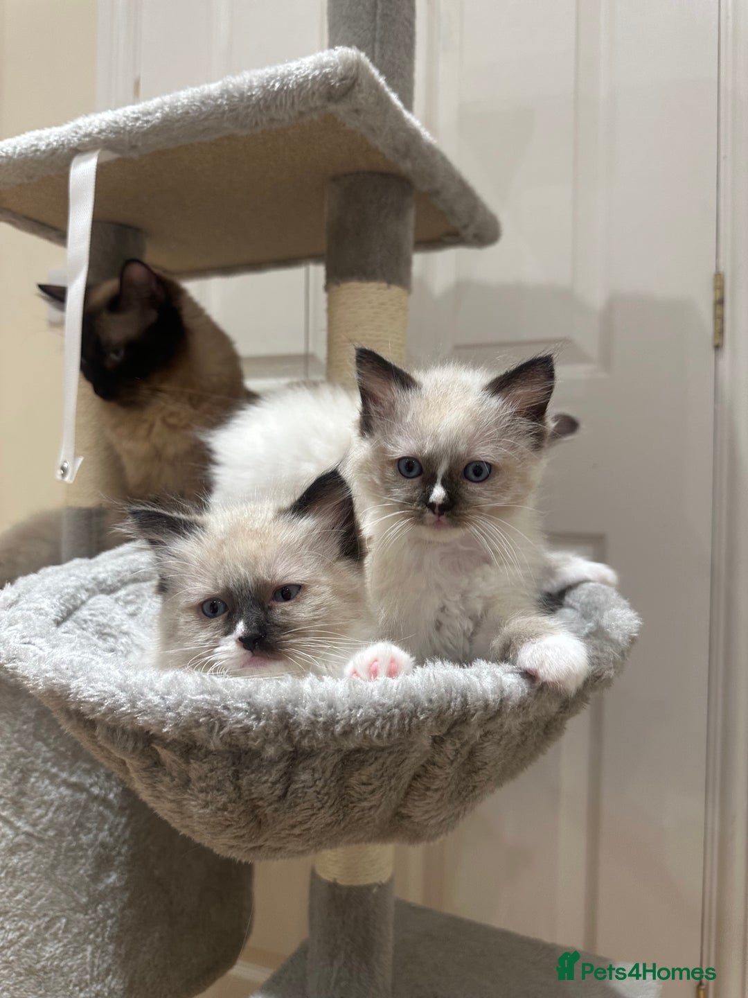 Ragdoll cats for sale: Last boy available! GCCF parents, pure ragdoll🤍 - Advert 28