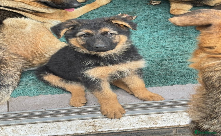 German Shepherd dogs - Advert 12