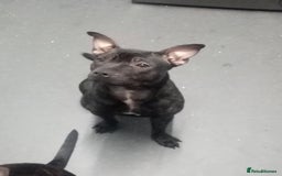 Staffordshire Bull Terrier dogs for sale: 8 Month Old Staffy Puppies - Advert 2