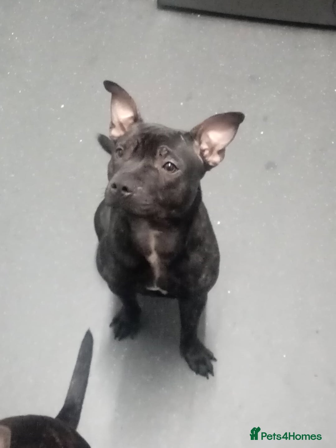 Staffordshire Bull Terrier dogs for sale: 8 Month Old Staffy Puppies - Advert 2