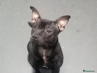 Staffordshire Bull Terrier dogs Male and Female 8 Month Old Staffy - Advert 5