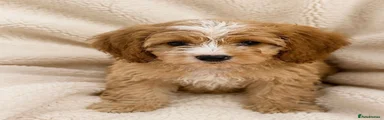 Cockapoo 4