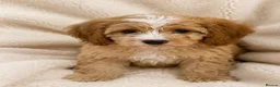 Cockapoo dogs for sale: F1 cockerpoo  - Advert 3