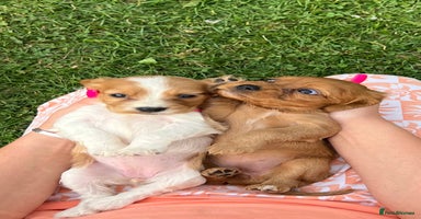 Cockalier dogs - Advert 9