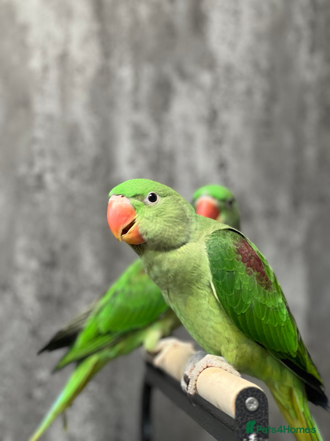 Parrots birds for sale: Alexandrine Parrot Chicks for Sale-Hand-Reared - Image 3