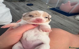 Chihuahua dogs for sale: 💕Stunning chihuahua pups 💕 - Image 3