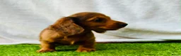 Miniature Dachshund dogs for sale: Long haired dachshund puppies  - Advert 8