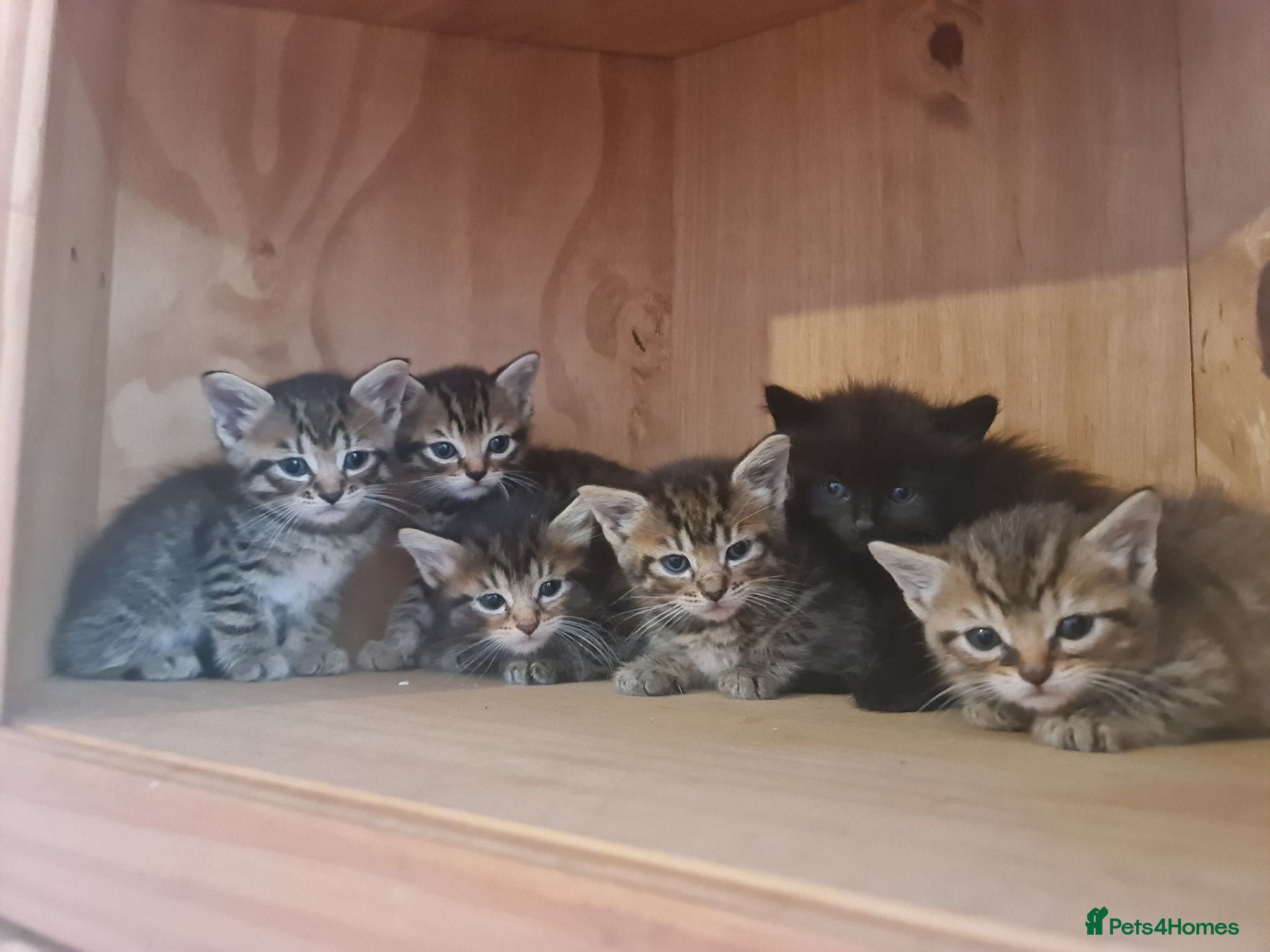 Mixed Breed cats Kittens for sale  - Advert 1