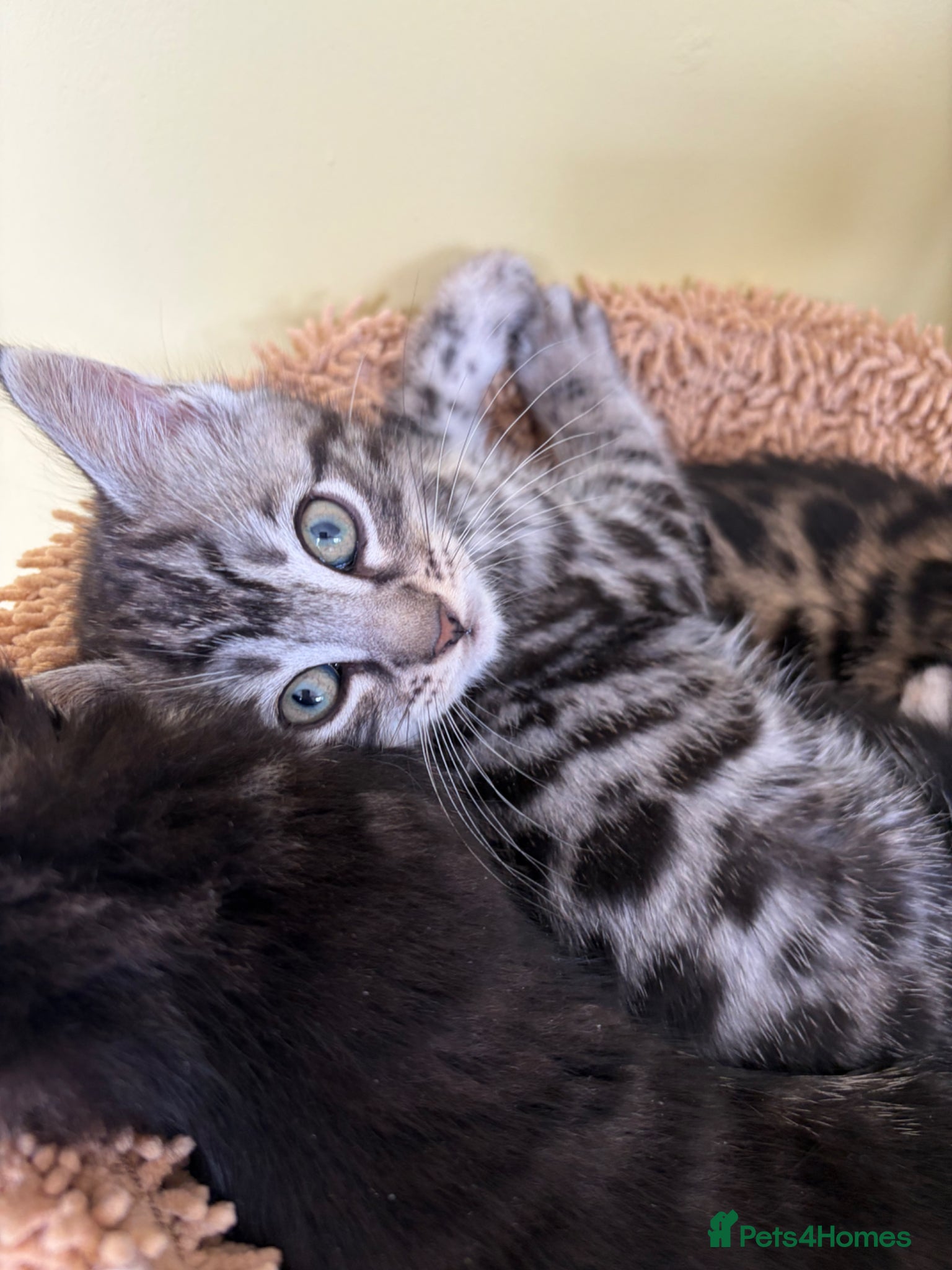 Maine Coon cats Champion XL Russian Maine coon X GCCF bengal - Advert 2