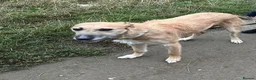 Mixed Breed dogs for sale: Puppy’s deerhound greyhound  - Advert 2