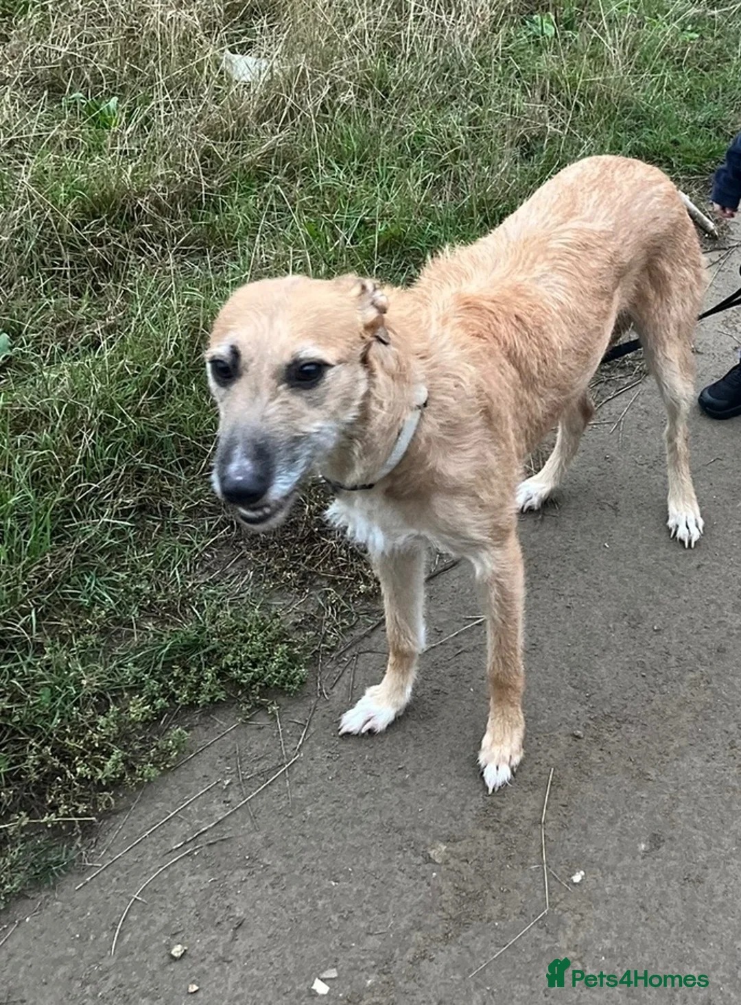 Mixed Breed dogs for sale: Puppy’s deerhound greyhound  - Advert 2