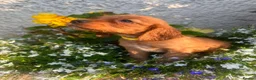 Cocker Spaniel dogs for sale: 5 beautiful cocker pups  - Advert 11