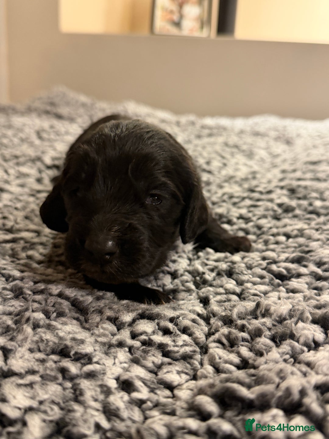 Sprocker dogs for sale: Sprocker spaniel puppies - Advert 5