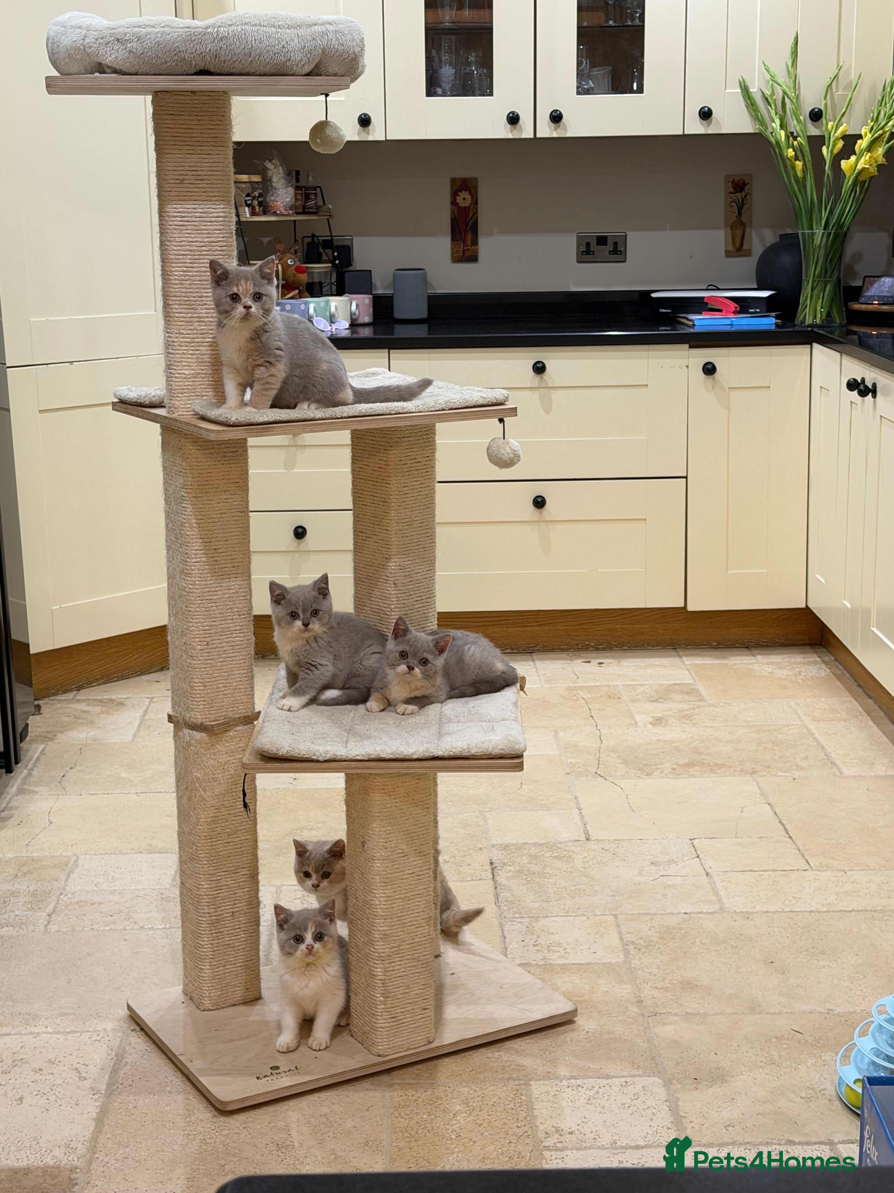 British Shorthair cats 😽Full Pedigree Registered BSH🌷Trusted Breeder - Advert 12