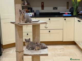 British Shorthair cats 😽Full Pedigree Registered BSH🌷Trusted Breeder - Advert 2
