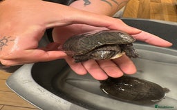 Turtle reptiles for sale: 2 male musk turtles - Image 2