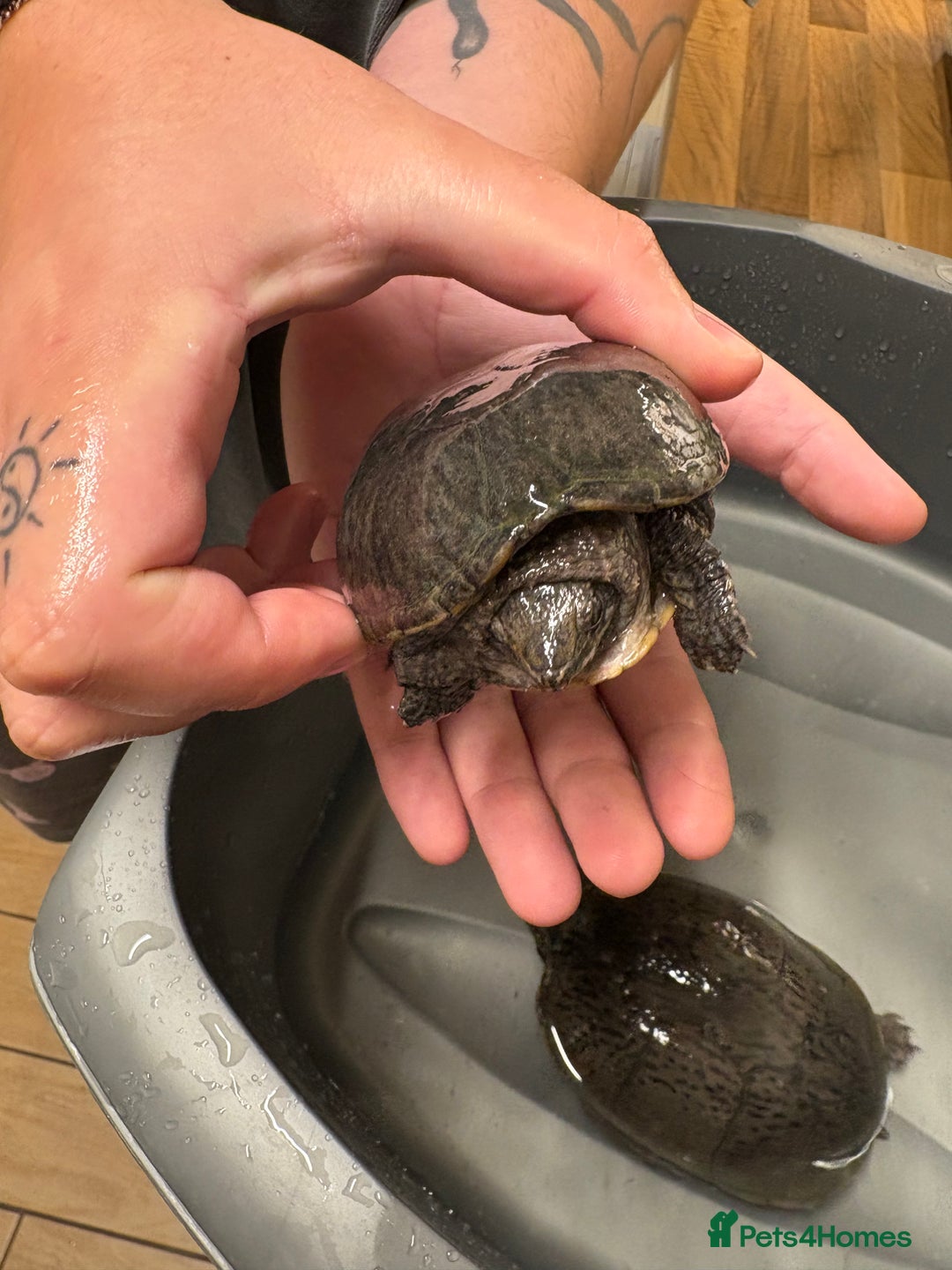 Turtle reptiles for sale: 2 male musk turtles - Image 2