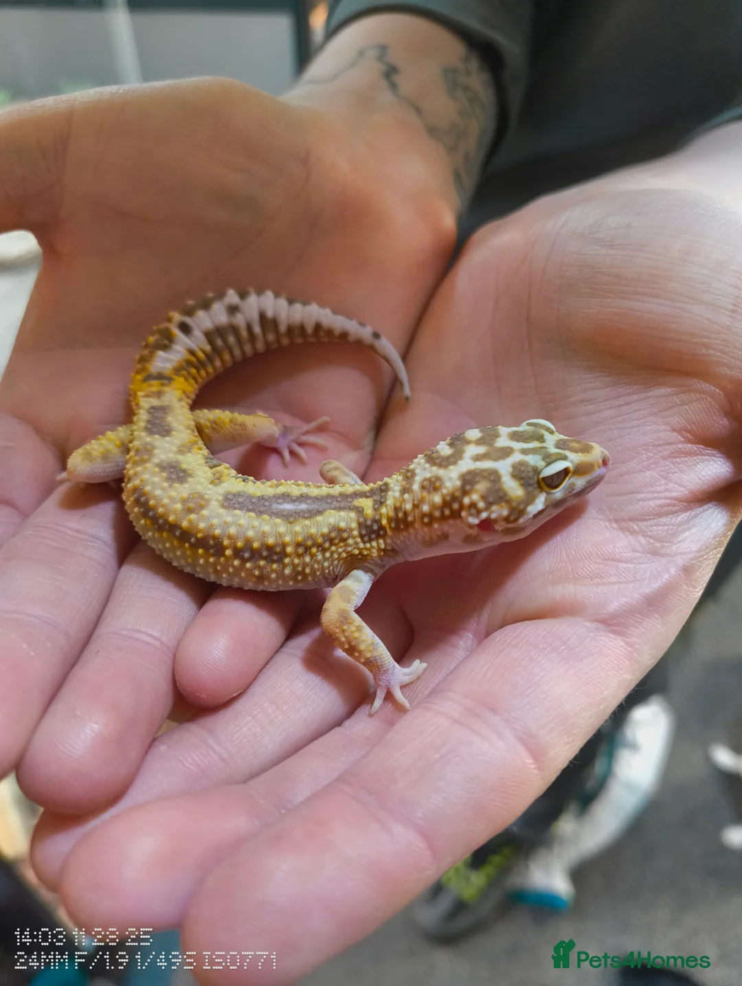 Leopard Gecko reptiles for sale: Tiny the baby leopard gecko full set up  - Advert 7