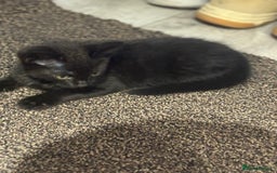 European cats for sale: Playful cats  - Image 1