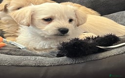 West Highland Terrier dogs for sale: Beautiful westiepoo puppies  - Advert 7