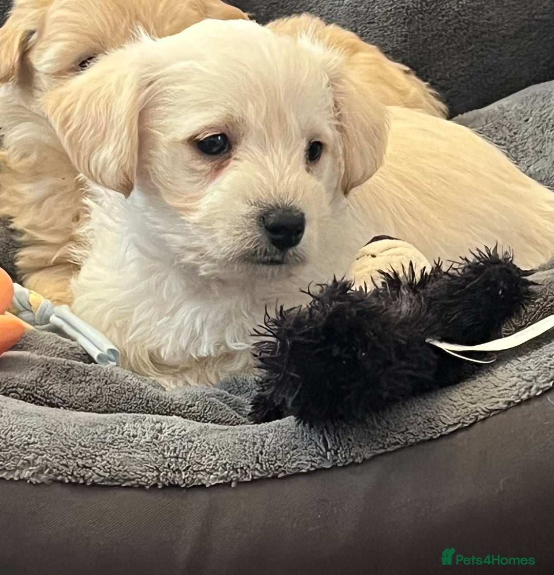 West Highland Terrier dogs for sale: Beautiful westiepoo puppies  - Advert 7